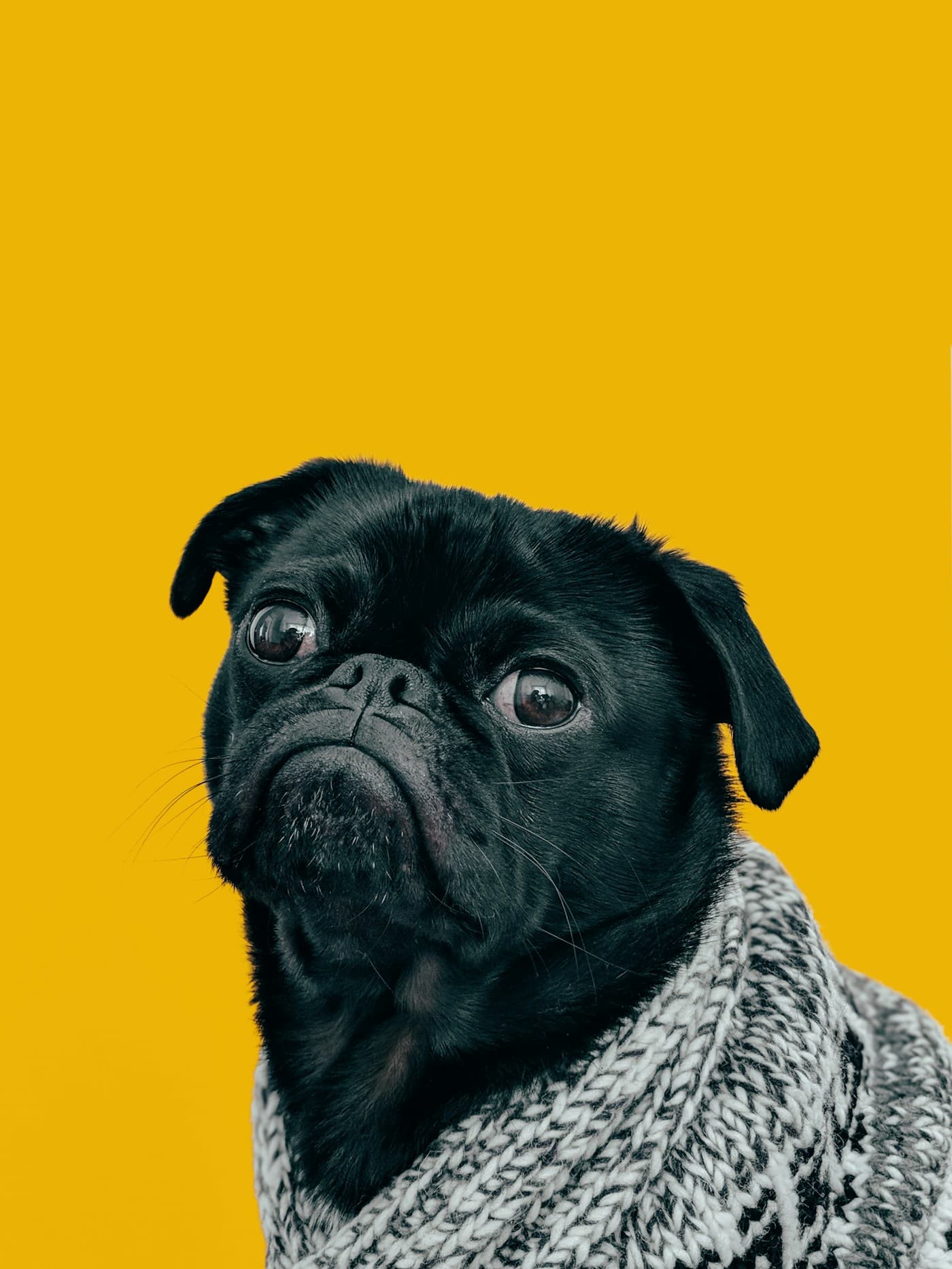 Retrato de un perro de pelaje cuidado