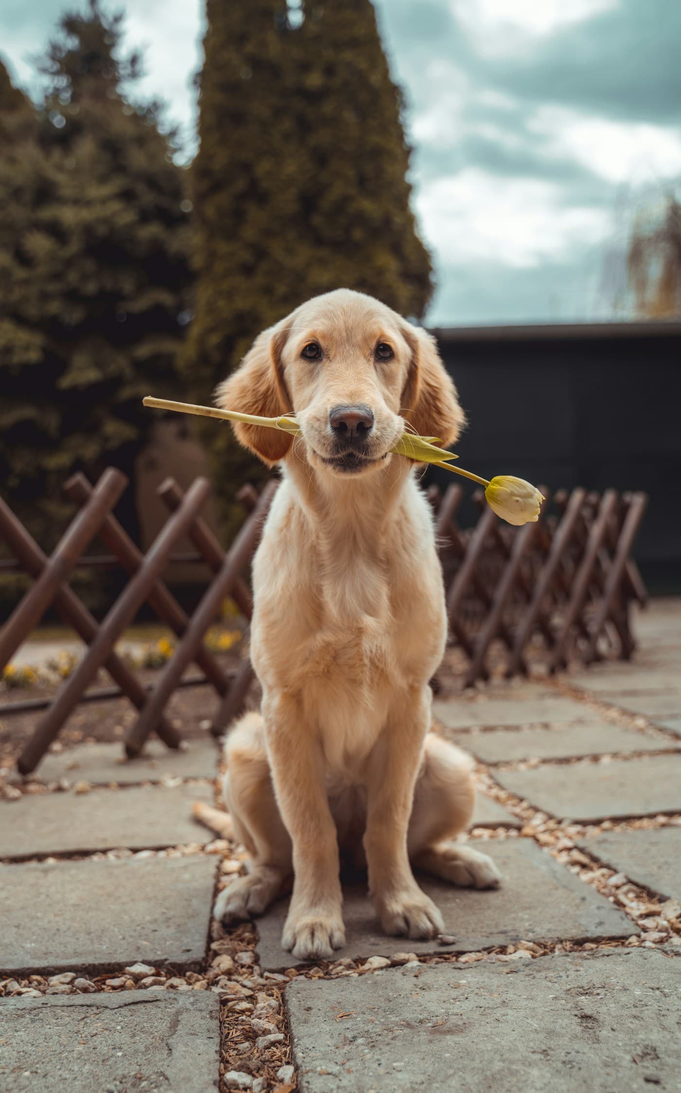 Golden retriever al aire libre, mirando con curiosidad